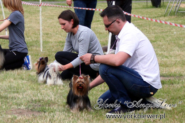 Yorkshire_Terrier