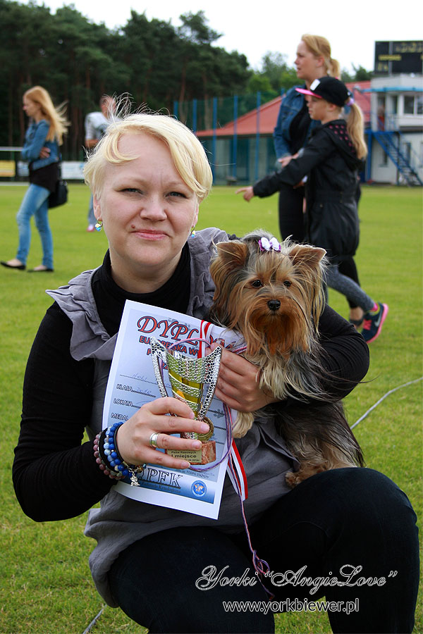 Yorkshire_Terrier_Champion